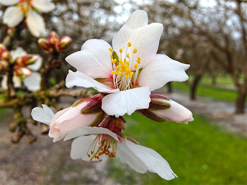 Almond Tree Flower