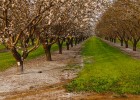 California almond growers 2015