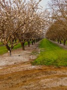 California almond growers 2015