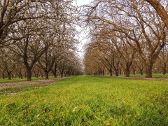 Almond Pollination