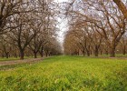 Almond Pollination