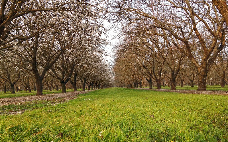 Almond Tree Life Cycle | Almond Tree Farming