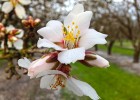 Almond Tree Life Cycle | Almond Tree Farming