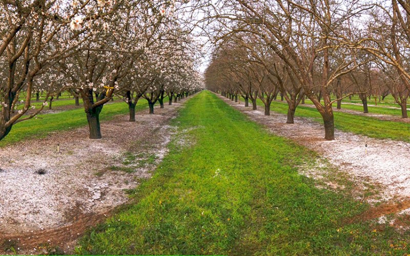 California almond growers 2015